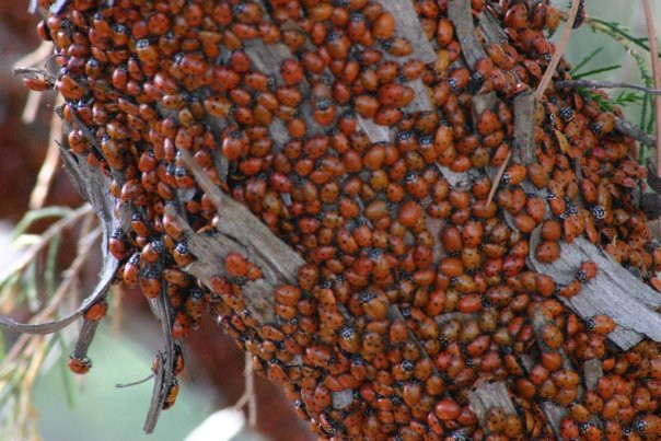 How to catch the elusive abundance bug.